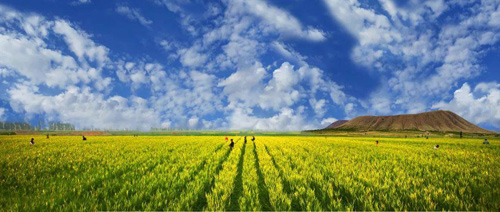 唐家堡：发展黄花产业 走出脱贫致富之路